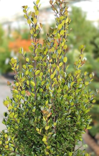 Stechpalme Ilex Meserveae Heckenblau 40-60 cm immergrün winterhart