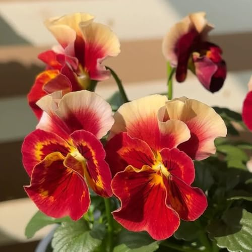 semi viole del pensiero resistenti - decorazione balcone 800pcs