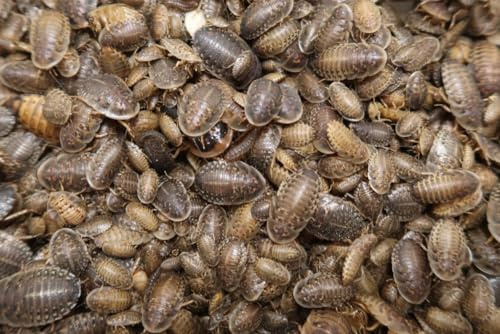 Reptilian Arts Dubia Roaches Live Feeder Insects Medium (1/2), 50, Count