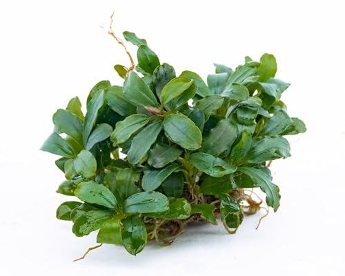 NatureHolic Bucephalandra Frosted Pixie - Polsterbildende Wasserpflanze fürs Aquarium - Langsam wachsende Aufsitzerpflanze - Ideal als Deko auf Steinen und Wurzeln