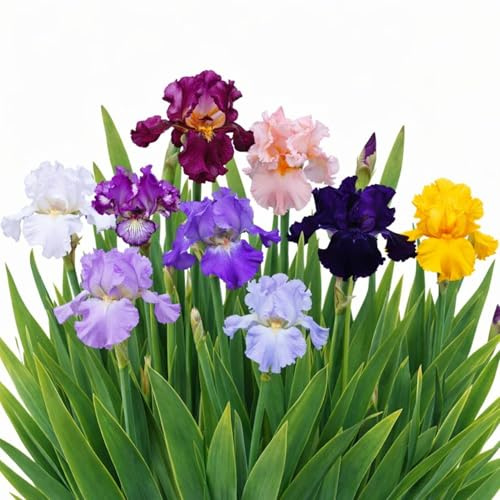 Easy to Grow Bearded Iris Colorful Mix 9 Plant Bulbs - Flowers Spring to Fall, Full Sun Low Maintenance Zones 3-10