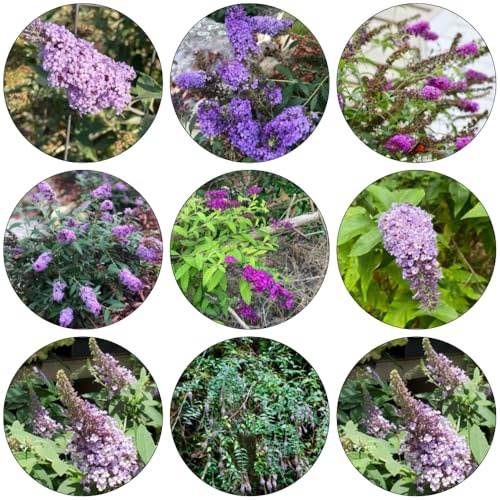 Buddleja davidii - semi perenni resistenti decorazione semi decorazione interna 400pcs