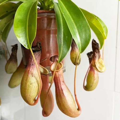 nepenthes kannenpflanze samen- Fleischfressende pflanzen samen, bonsai samen，winterharte pflanzen für garten dekoration wohnzimmer，pflanzen für draußen exotische pflanzen，winterharte 150pcs