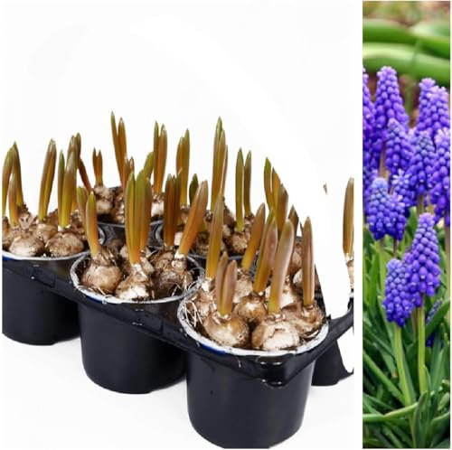Carbeth Plants 6 x Muscari Bulbs in 9cm Pots - Garden Ready Blue Grape Hyacinth Potted Flowering Bulb Plants - Ideal for Outdoors & Indoors Growing for Instant Colour Through Winter & Spring Months