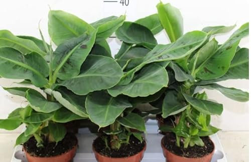 Banana Tree Musa Dwarf Cavendish in 12 cm Pot Approx 30-35 cm Tall