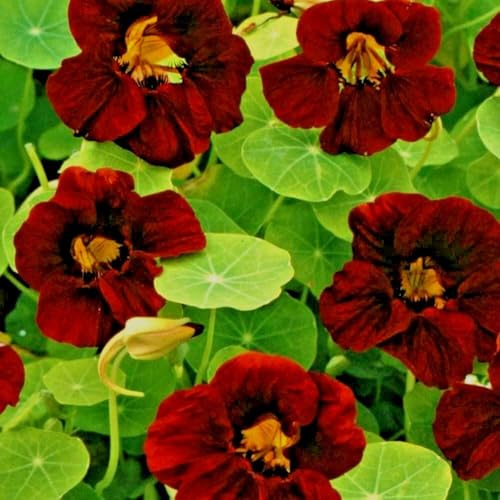 Buy4seeds Nasturtium TROPAEOLUM Cherry Rose 10 Finest Seeds Easy to Grow