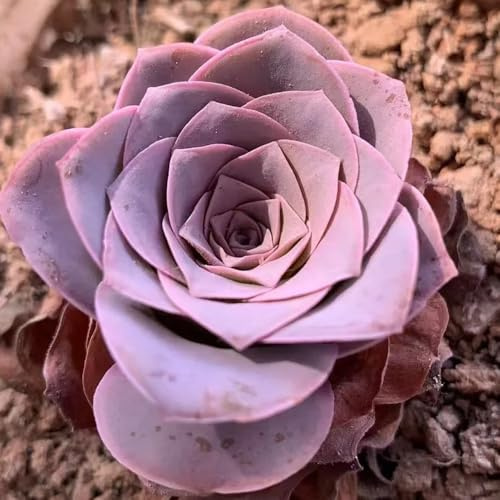 mountain rose, balkongewächshäuser wohnzimmer deko pflanzensamen pflegeleichte zimmerpflanzen exotische büropflanzen bonsai 350samen