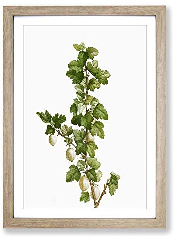 Big Box Art Gooseberry Bush by Pierre-Joseph Redoute Framed Wall Art Picture Print Ready to Hang, Oak A2 (62 x 45 cm)