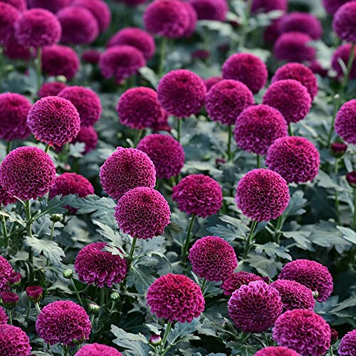 tuberi di dalia resistenti - perenni balcone decorazione giardino esterni1pcs