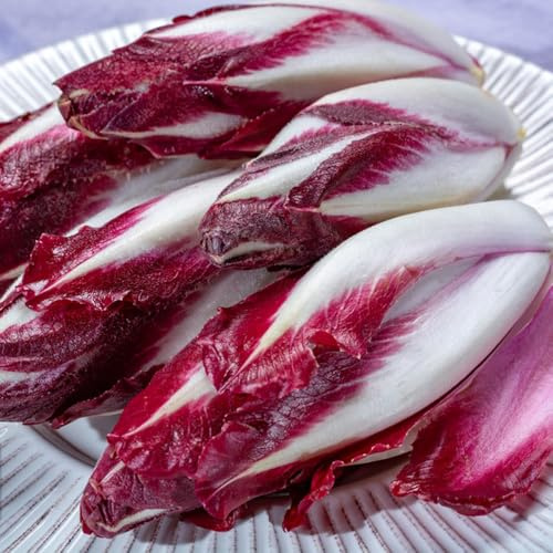 semillas de achicoria perenne, organicas ensalada de achicoria, Las de jardín son perennes resistentes, balcón 35pcs
