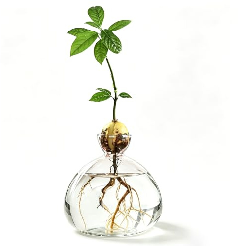 Vaso in vetro per albero di avocado, in crescita avocado, vaso di vetro idroponico per avocado, germe idroponico per semi di avocado, idea regalo per gli amanti delle piante