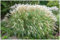 3 x Miscanthus sinensis 'Adagio' im 1 Liter Topf (Ziergras/Gräser/Winterhart/Mehrjährig/Staude) Zwerg-Chinaschilf - Harmonische Bewegung für Ihren Garten - von Stauden Gänge