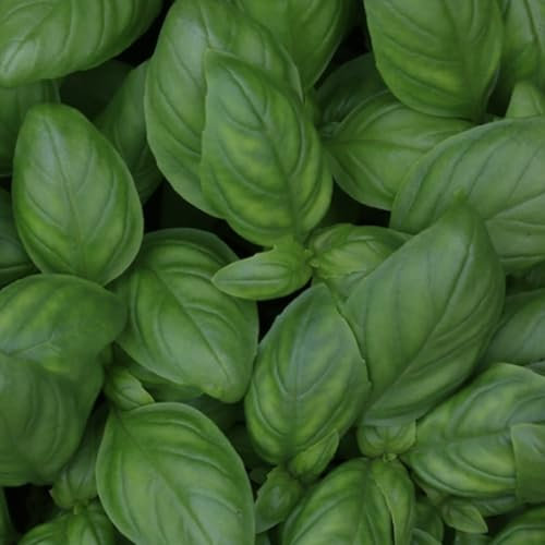 Basil Seeds - 100 Fresh British Basil Herb Seeds – Plant and Grow Your Own Herbs Ideal for Greenhouse, Garden, Polytunnel, Growbags, Large Pots or Containers - Packed in The UK by Meldon Seeds