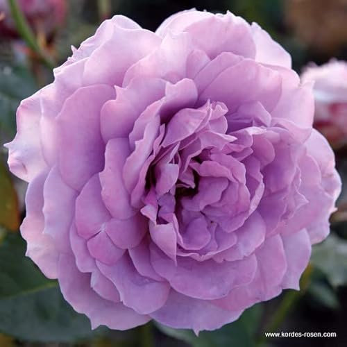 2x Kletterrose 'New Dawn' - Kordes Feeërieke roos - Plant-o-fix -Topf