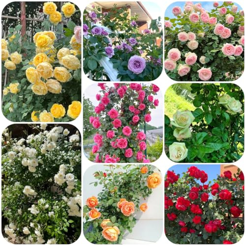 semillas de rosal, rosal trepador de sombra, resistentes, silvestres, para bancales elevados perennes 80pcs