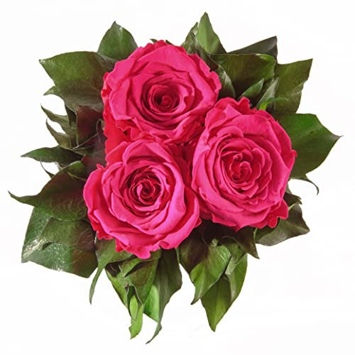 ROSEMARIE SCHULZ Heidelberg Infinity Blumenstrauß echte konservierte Rosen Lange haltbar bis zu 3 Jahre (3 Rosen, Pink)