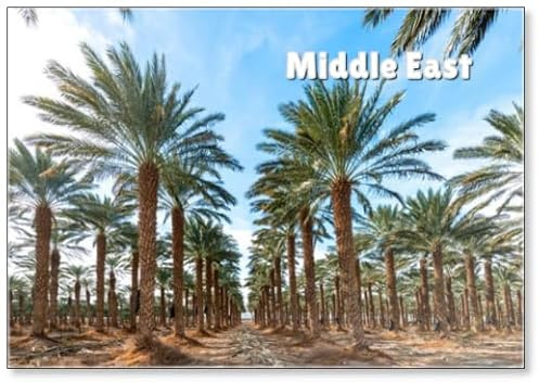Plantation of Date Palms Intended for Healthy Food Production. Agriculture of Dates Is Rapidly Developing Industry in Desert Areas of The Middle East, Fridge Magnet