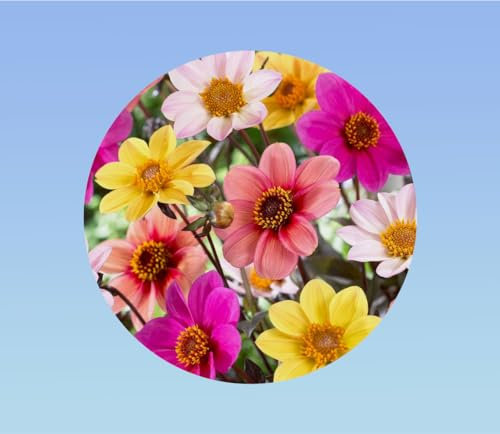 graines DAHLIA NAIN MIGNON varié 1 gramme soit environ 120 graines - PLANTE VIGOUREUSE