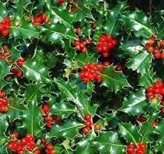 20 semi di albero Ilex Aquifolium 20 Semi Seeds ONLY