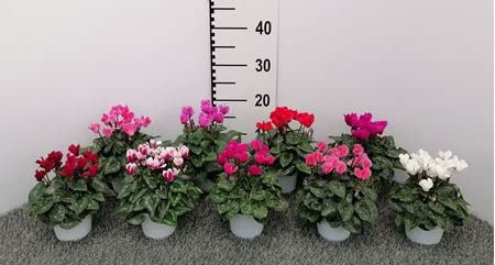 Ciclamino pianta di ciclamino su vaso cm 10 in confezione da 4 piante