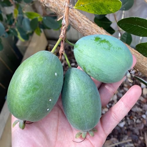 feijoa Semi di per luoghi soleggiati arredamento del soggiorno Coltivazione di da nani da balcone balcone resistente decorazioni giardino per esterni 60semi
