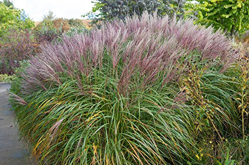 Red Maiden Grass 15 Seeds, Miscanthus Sinensis, Plume Grass