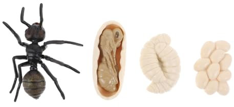 VICASKY Ameisen Wachstumszyklus Modell Für Kinder Kognitive Lernspielzeuge Realistische Ameisenfiguren Pädagogisches Plastikspielzeug Für Biologieunterricht Für Zuhause Und Schule