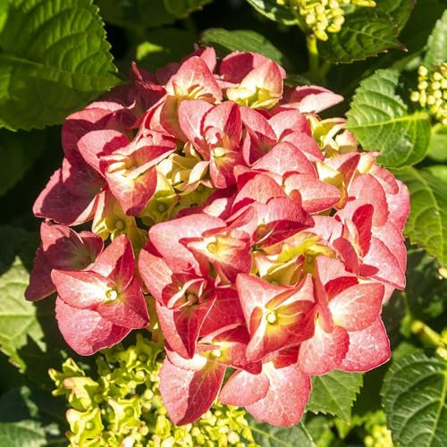 Hydrangea serrata 'Preziosa' Hardy Shrub with Deep Pink to Red Mophead Flowers Stunning Autumn Foliage 1X or 3X 9cm Pot by Thompson and Morgan
