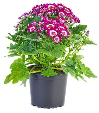 Cineraria Viva en Maceta – Planta Natural de Exterior con Flores Coloridas y Gran Durabilidad
