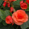 60 semillas de flores de begonia