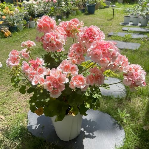 semi di geranio, decorative giardino rara rampicante in vaso giardino roccioso rampicanti d'appartamento esotiche 420pcs
