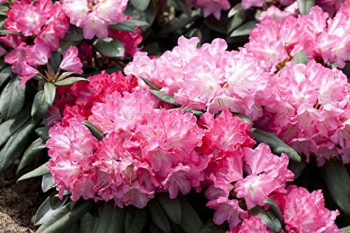 Rhododendron yakushimanum 'Anuschka' 30-40 cm – Immergrün & Winterhart & Mehrjährig – Rhododendron – Zierstrauch für Garten & Kübel