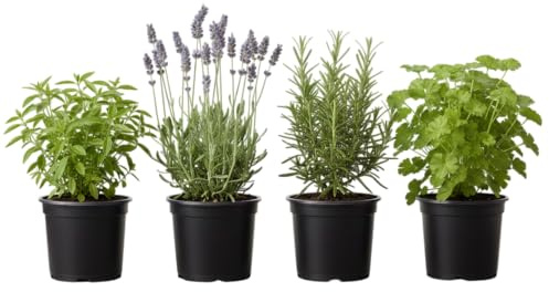 Pack Aromas de Verano de 4 Plantas Vivas DECOALIVE – Geranio Limón, Lavanda, Romero y Albahaca Estrecha