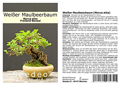 Seedeo® Weißer Maulbeerbaum (Morus alba) Bonsai 200 Samen