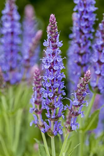 Salvia nemorosa 'Blauhügel' 9x9 cm Topf – Winterhart, Mehrjährig, Pflegeleicht – Steppensalbei – Blühstaude für Beet & Rabatte