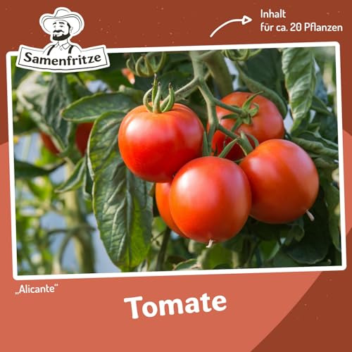 Alicante Tomatensamen