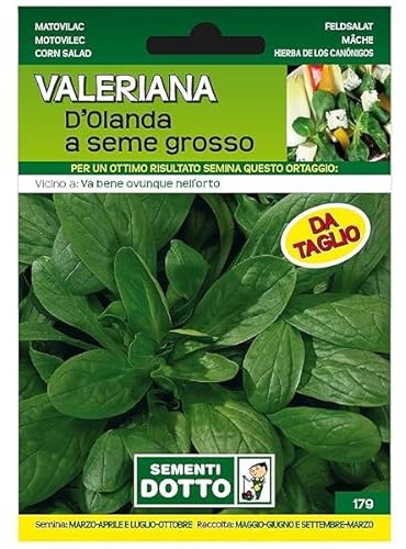 Sicignano | Semi Valeriana d’Olanda a Seme Grosso, Foglie Larghe e Spesse Colore Verde Scuro, Busta Extra - 1 Confezione da 5.5g, Semina da Marzo a Ottobre