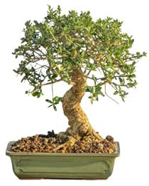 Bonsái de Olivo DECOALIVE Árbol Mediterráneo para Interior y Exterior Olea Europaea