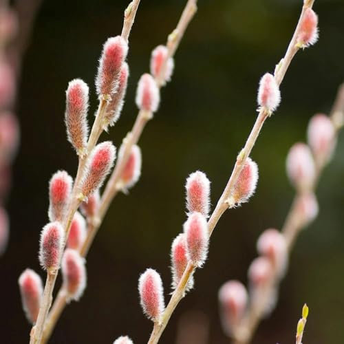 Plant Theory Mount ASO Japanese Pink Pussy Willow Salix Gracilistyla Shrub Plant 2L Pot