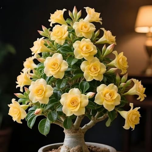 Mix Rizoma Di Rosa Del Deserto, Resistenti Al Freddo E Alla Siccità, Facile Da Coltivare, Splendide esposizioni in giardino-1 Rizoma-G