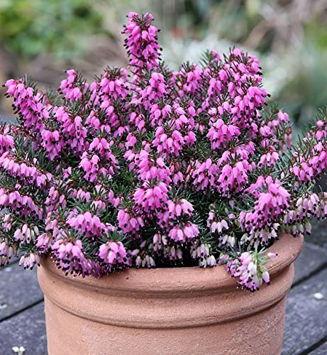 10x Winterheide Rubinette - Erica carnea - lebende Gartenpflanze aus den Baumschulen