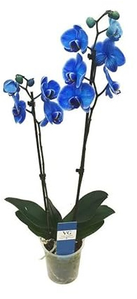 DECOALIVE Planta Natural Orquídea Boca Phalaenopsis Flores Azules