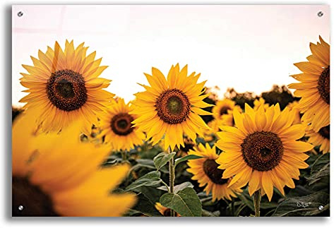 Epic Art 'Sunflower Field' by Donnie Quillen, Acrylic Glass Wall Art, 36x24
