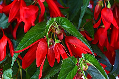 Santa Cruz Begonia - 5 Semi - Profondo Rosso