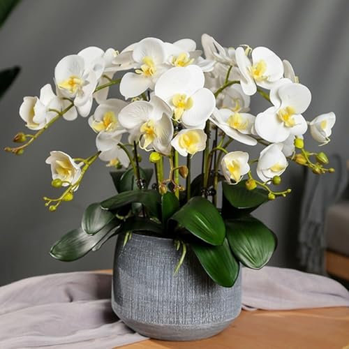 Roadoor 100 Unids/Bolsa Semillas de Phalaenopsis Flor Orquídea Plantas Bonsai Floración Multicolor Plántulas jardín para Interiores y Exteriores jardinería doméstica Plantar Blanco
