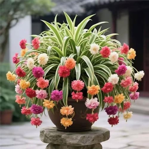 ragno - Chlorophytum comosum di coperto balcone d'appartamento esotiche ufficio giardino 3piante