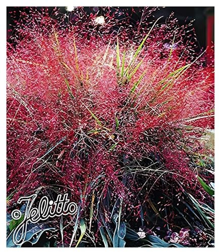 1 x Eragrostis spectabilis im 1 Liter Topf (Stauden/Staude/Ziergras/Gräser/Winterhart/Mehrjährig) Rotes Purpur Liebesgras - Purpurfarbener Zauber für den Spätsommer - von Stauden Gänge