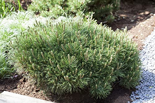 Zwerg-Kiefer Pinus mugo Pumilio 20-25 cm winterhart immergrün | Kompakter Wuchs, ideal für Steingarten und Kübel, sonniger Standort, robust und wetterfest, ganzjährig grüne Nadeln