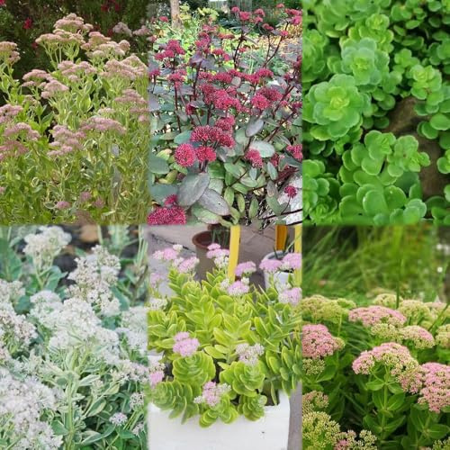 sedum semillas resistentes exóticas, balcón con cama elevada Las del jardín de rocas son resistentes para exterior, jardín 500pcs