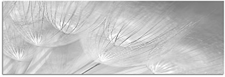 Leinwandfoto als Panorama SCHWARZ/WEISS 120x40cm Pusteblumen Löwenzahn Nahaufnahme